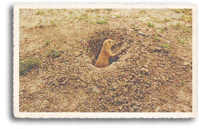 A Prairie Dog outside his burrow, the native habitat of the Prairie Dog Villages in and around Taos, New Mexico.