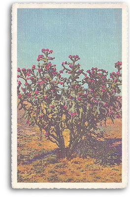 This vintage postcard features a good example of the Chola or Buckthorn cactus in full bloom. Here, the Chola is seen as it actually grows, in a bush-like fashion. This type of cactus grows wild in most parts of Northern New Mexico and throughout the entire Southwest.