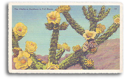 This vintage postcard features a closeup view of the Chola or Buckthorn cactus in full bloom. This type of cactus grows wild in most parts of Northern New Mexico and throughout the entire Southwest.
