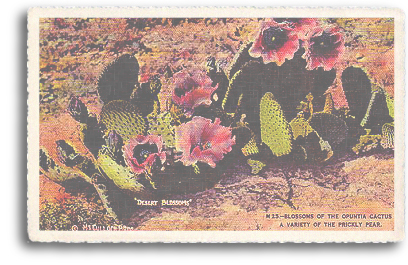 This vintage postcard features a closeup view of the Prickly Pear cactus in full bloom. This type of cactus grows wild in most parts of Northern New Mexico and throughout the entire Southwest.