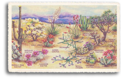 This vintage postcard illustrates the colorful variety of cacti (cactus) that abound in Northern New Mexico and the entire Southwest. The cacti are quite fascinating plants that grow in all shapes and sizes, with flower blossoms of many kinds and colors.